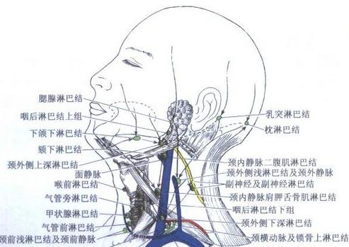 上颚淋巴结位置图片图片