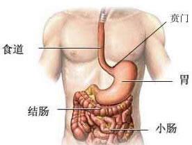 贲门在人体位置图片图片