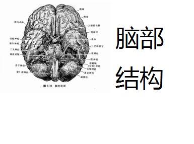 四脑室解剖位置图片