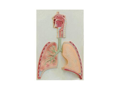 呼吸系统橡皮泥模型图片