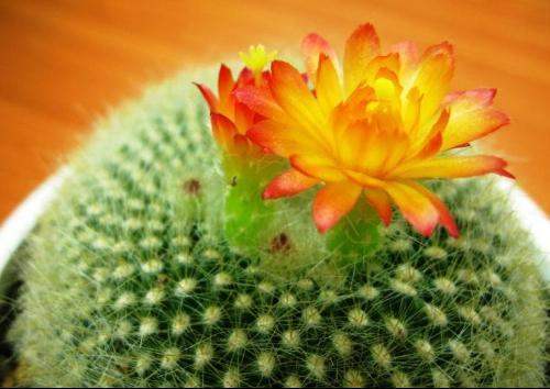 茎呈球形或椭圆形,绿色,花着生于纵棱刺丛中,仙人球开花一般在清晨或