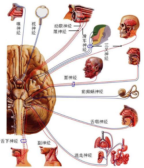 颅神经分布图图片