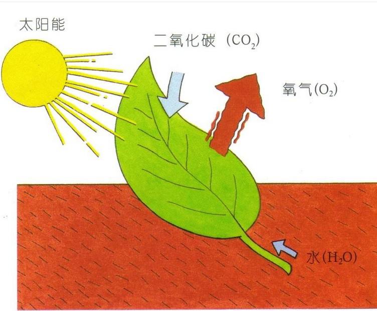 它的作用与功能解析 (它的作用与功效)