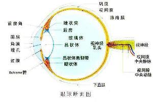 视网膜动脉阻塞