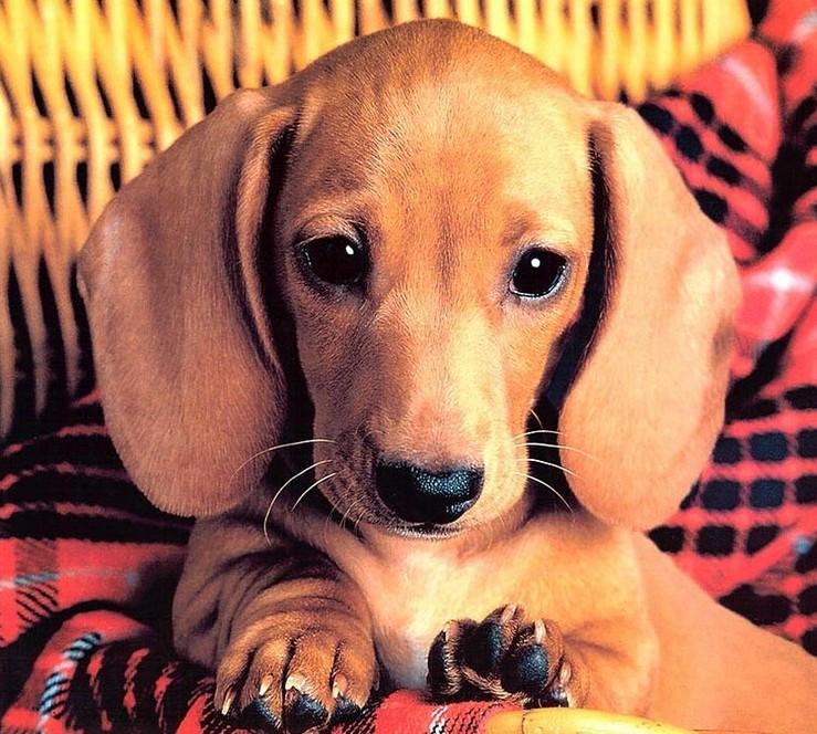腊肠犬