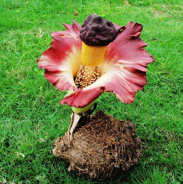 槟榔园土壤养分测定与分析