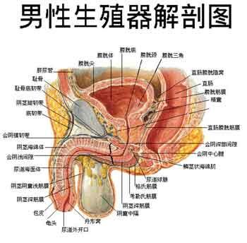 男性珍珠疹治疗方法图片