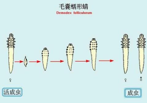 蠕形螨结构图片