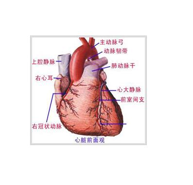 肺动脉瓣区可听到喷射音