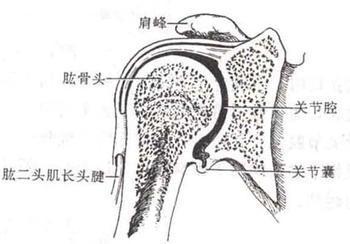肩关节是由肩胛骨的关节盂与肱骨头组成,故又叫肩肱关节