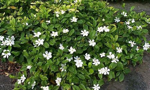 大叶栀子花 - 搜狗百科