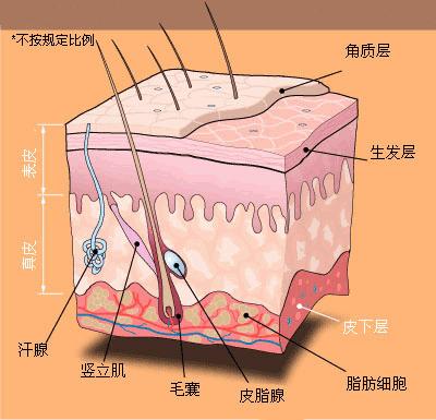 皮下脂肪萎缩