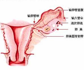 卵巢性闭经