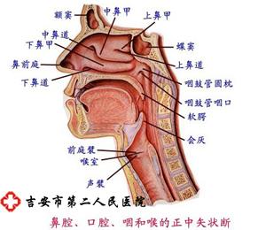 急性上呼吸道感染