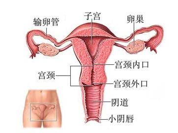 生孩子后穿塑身内衣不_塑身衣后脱款穿法(3)