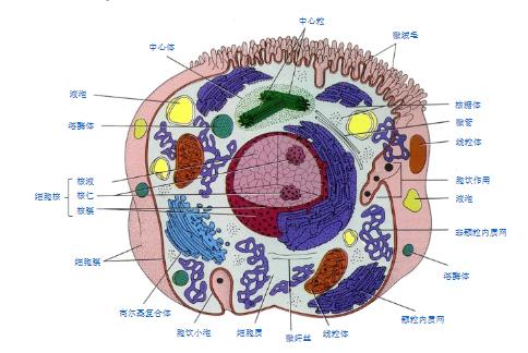 细胞的结构卡通图图片