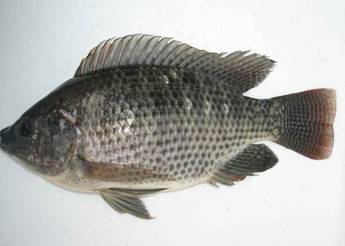 话说你们不觉得罗有点难看么,好好的鱼头上张一瘤!