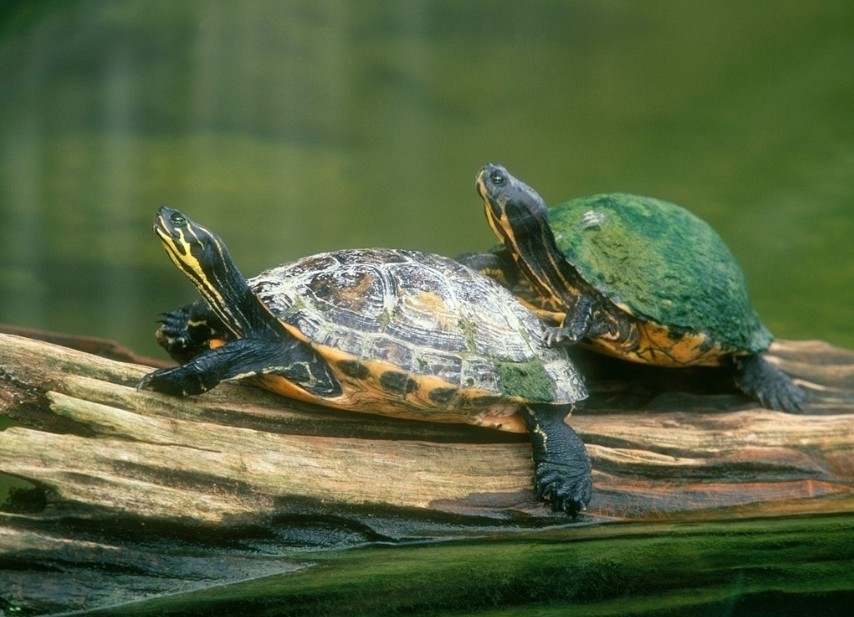 乌龟(泛指所有龟类) - 搜狗百科