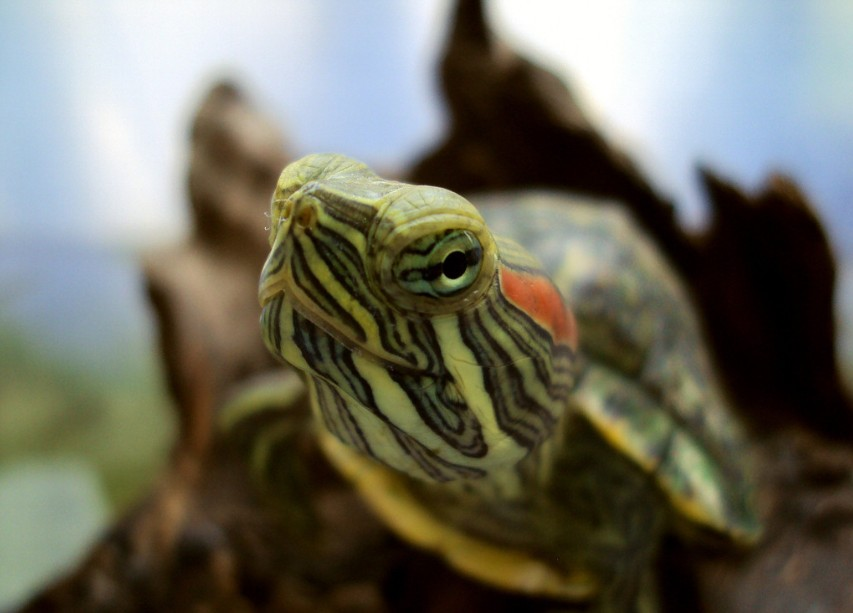 红耳泥龟图片