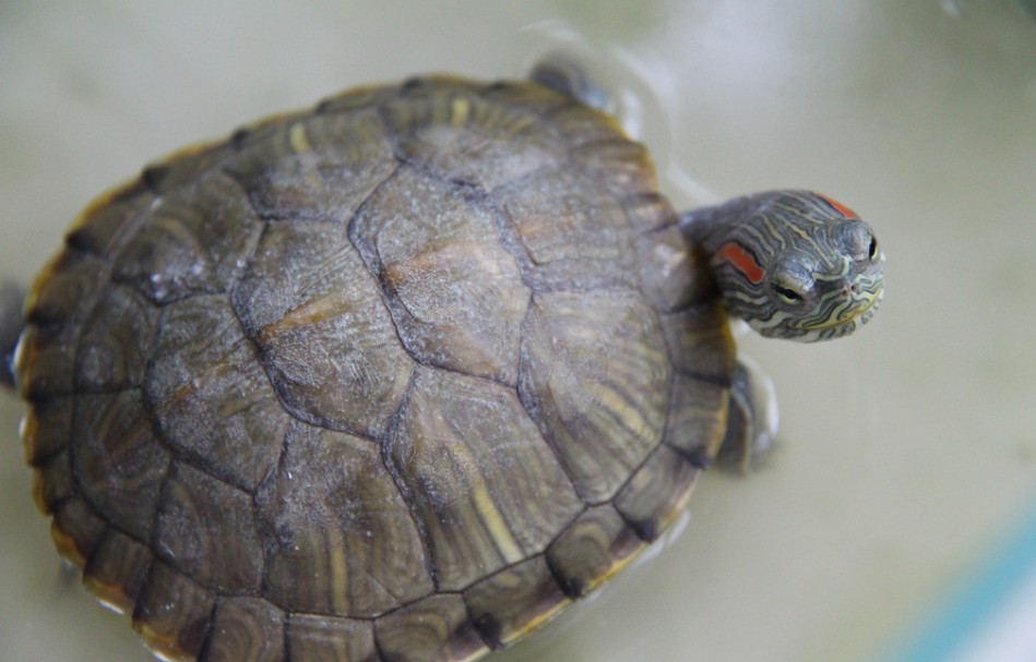 巴西龟怀孕红耳龟图片