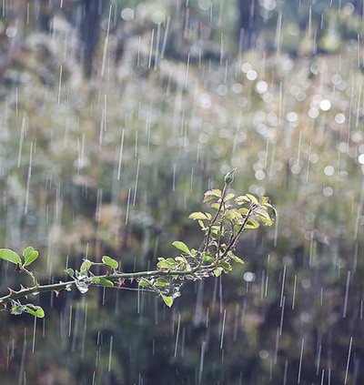 贵州梅雨图片