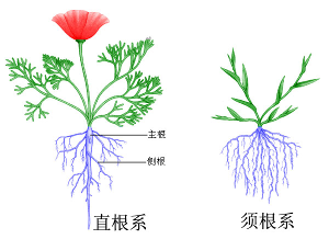 营养组织亦称薄壁组织,基本组织,是植物的几种主要组织之一,也是构成