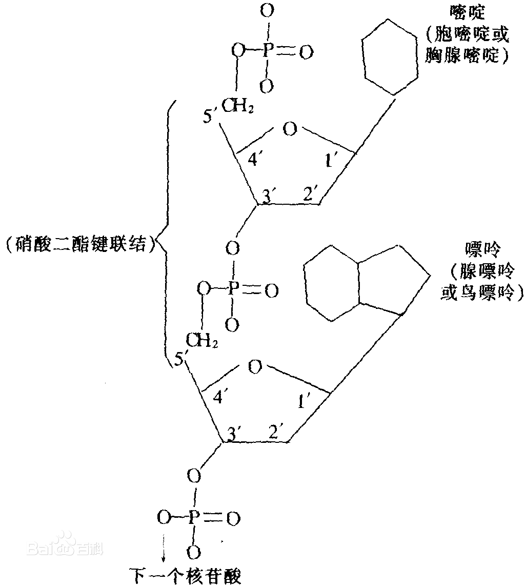 酯键结构式图图片