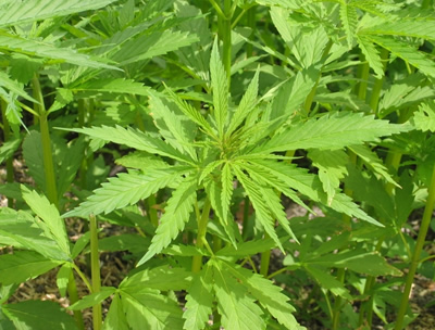 大麻科