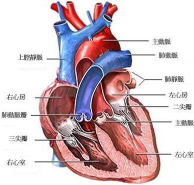 心尖搏动图片