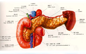 胰腺功能不足
