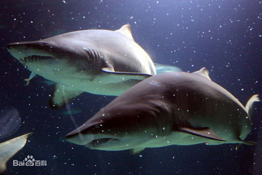 锥齿鲨吃掉30只鱼图片