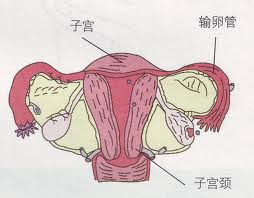 子宮功能性出血