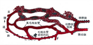 循环衰竭