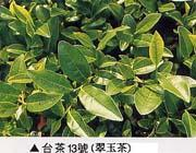 台茶十三号