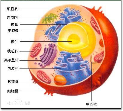 细胞模型