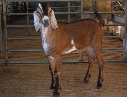 努比亚山羊原种毛色较杂,但以棕色,暗红和黑色为多见;被毛细短,富有