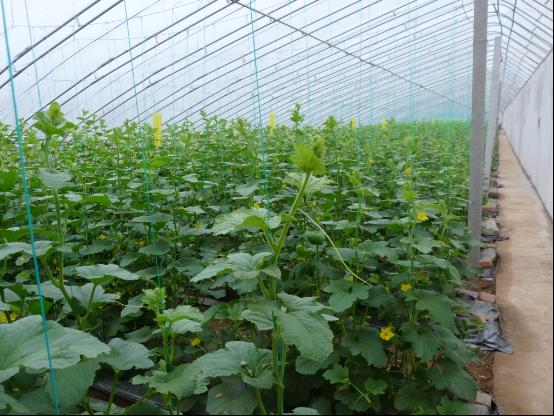 目前去年五百亩大棚种植的西红