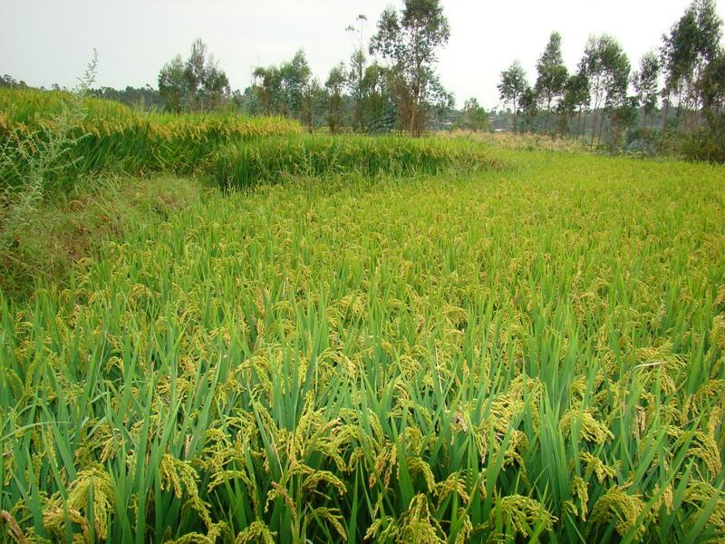 種植業