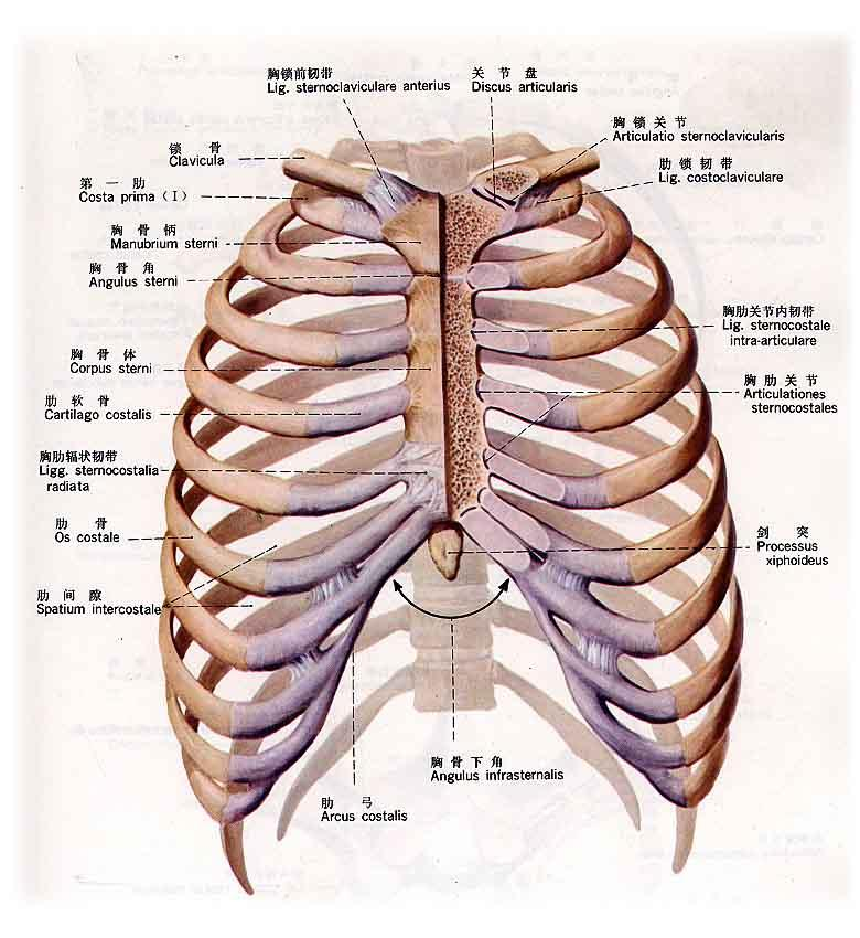 肋骨（人体骨骼） - 搜狗百科