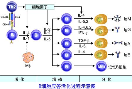 淋巴细胞的活化需要双信号,除t,b细胞膜上的抗原受体同抗原多肽-hhc