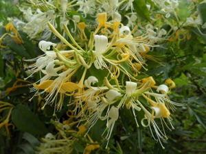 金花-达金花 蒙古族歌唱家 药品名 银川市金凤区党委副书记 华南师范