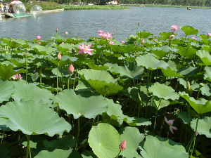 莲花池公园