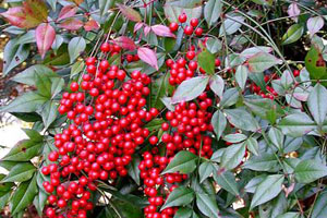 小叶翠绿,果黄绿色的玉果南天竹;编辑5栽培品种株高约2m.直立,少分枝.