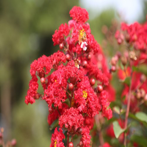 红火箭紫薇和红火球紫薇都属于大乔木.