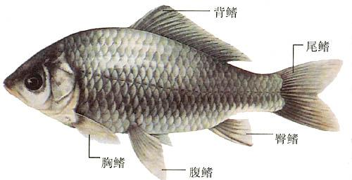 鲤鲫鱼_鲤鲫鱼价格