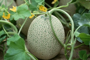 伽师瓜