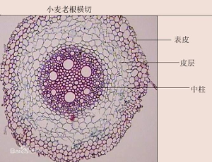 植物表皮细胞结构图图片