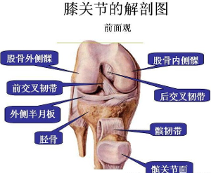 膝关节