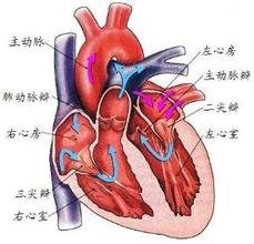 主动脉和肺动脉位置图图片