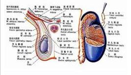 精囊恶性肿瘤